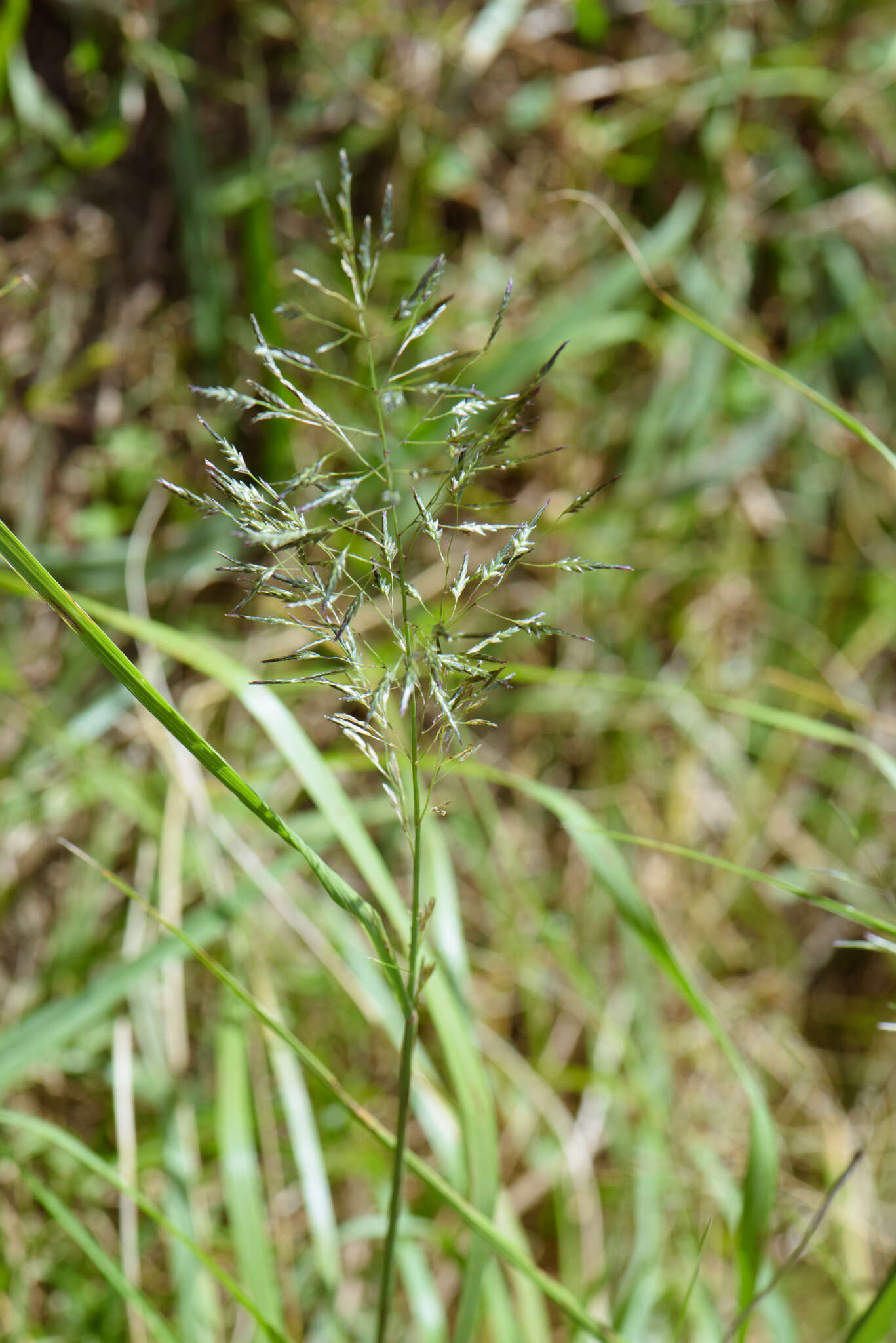 Image of Eragrostis ferruginea (Thunb.) P. Beauv.