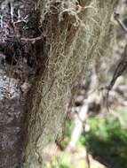 Image of cavern beard lichen