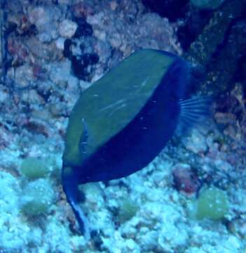 Image of Bluetail trunkfish