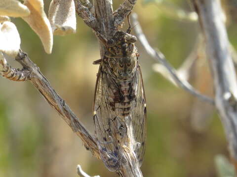 Sivun Cicadini kuva