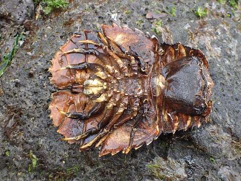 Image of Butterfly Fan Lobster