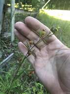 Image of Seaside Primrose-Willow