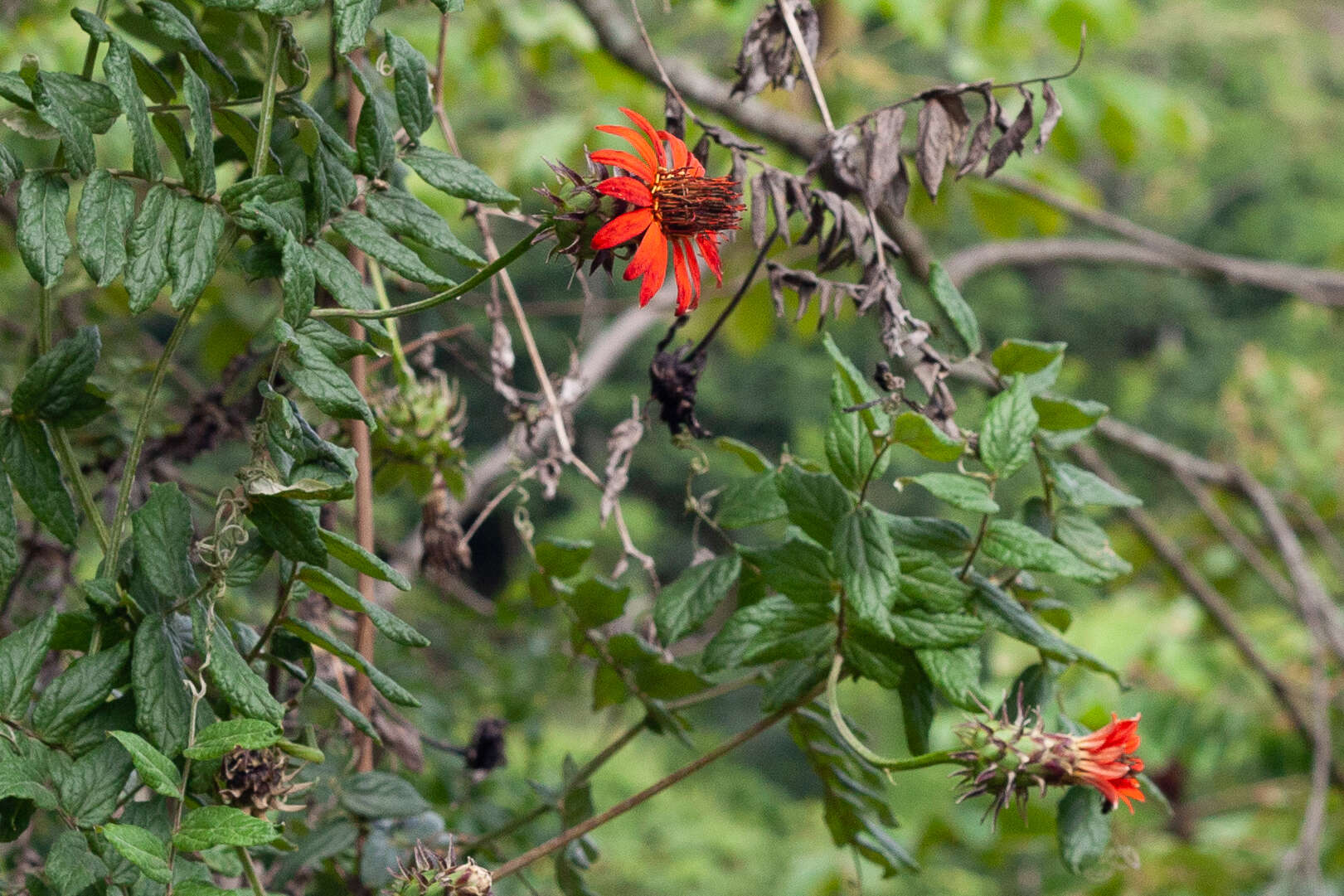 Image de Mutisia coccinea A. St. Hil.