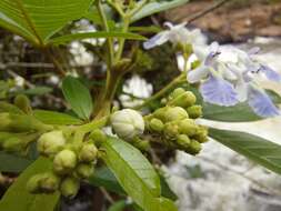 Image de Vitex megapotamica (Spreng.) Moldenke