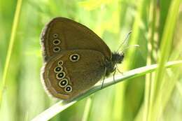 Image of Coenonympha oedippus rhenana Gradl 1933