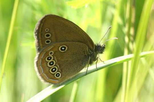 Coenonympha oedippus rhenana Gradl 1933的圖片