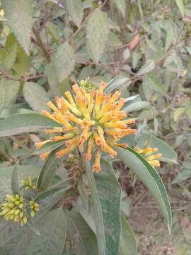 Image of Cestrum thyrsoideum Kunth