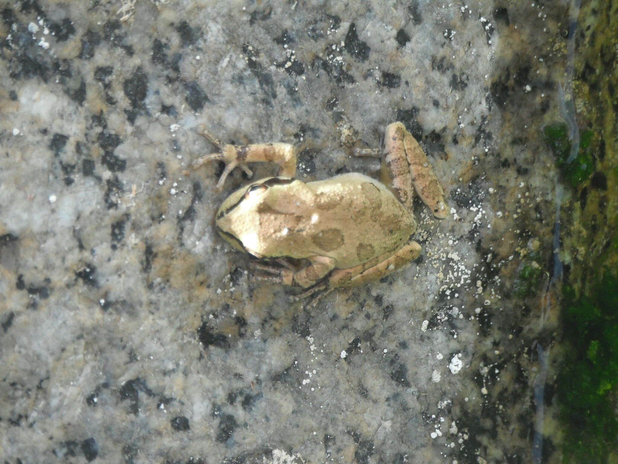 Image of Pseudacris hypochondriaca (Hallowell 1854)