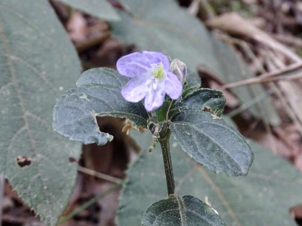 Strobilanthes tetraspermus Druce resmi