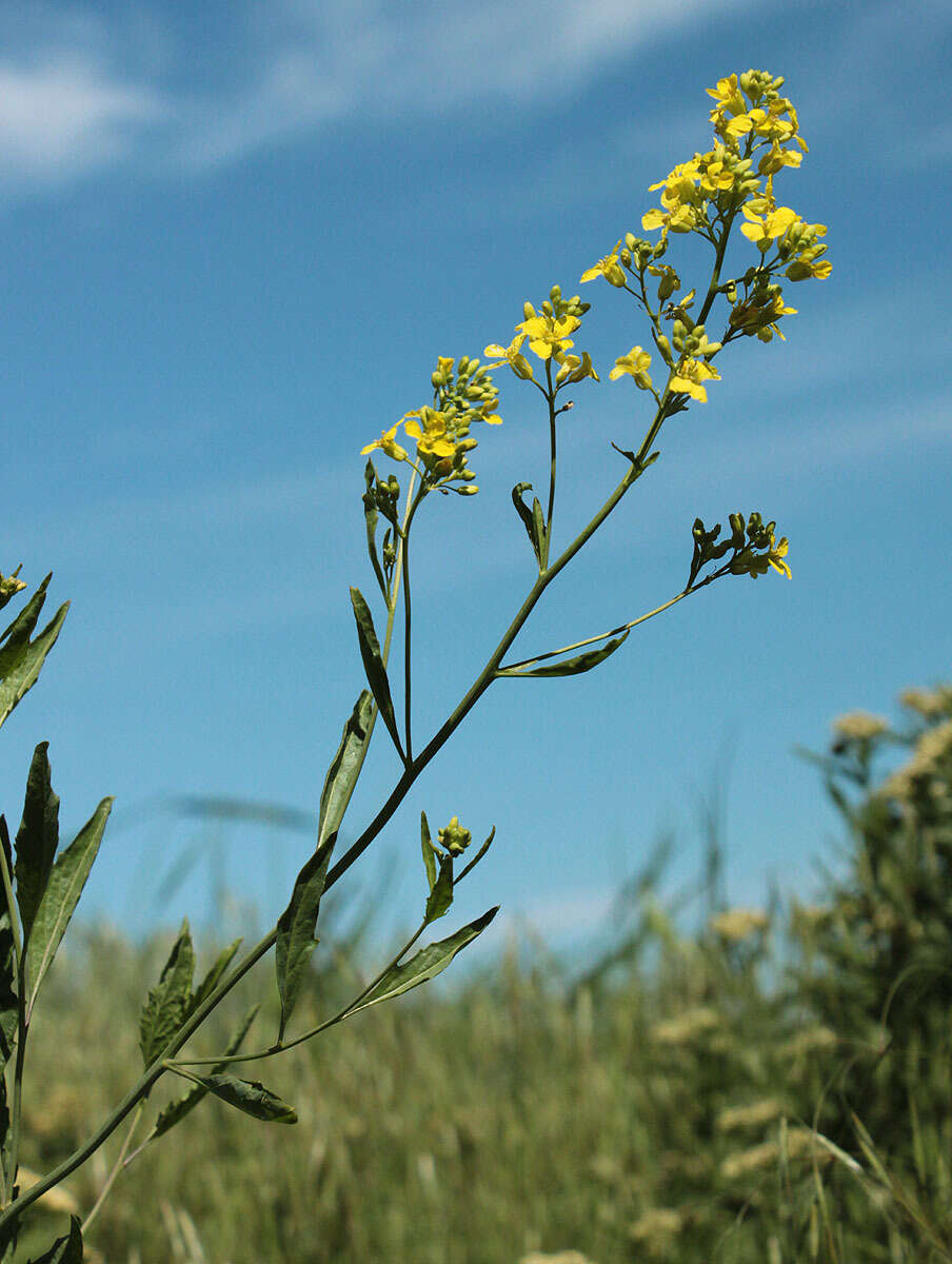 Image of Russian Mustard