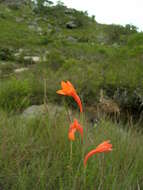 Image of Watsonia bachmannii L. Bolus