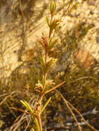 Image of Anthospermum bicorne Puff