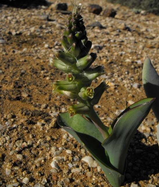 Image of Lachenalia undulata Masson ex Baker