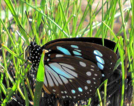 Image of Charaxes wakefieldi (Ward 1873)