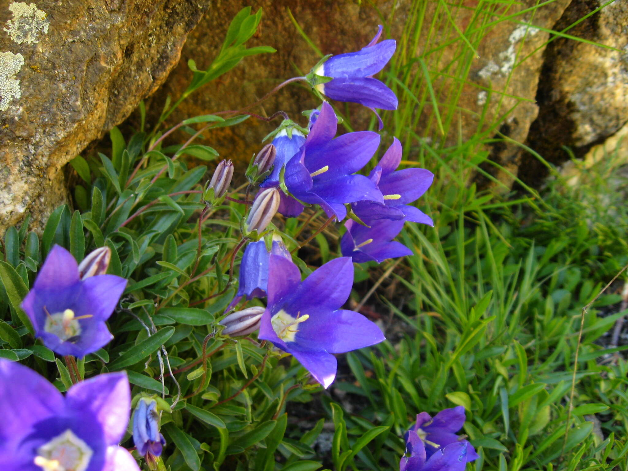 Image of Campanula saxifraga subsp. saxifraga