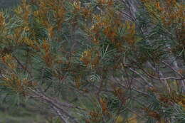 Image of Stenocarpus milnei Hook.