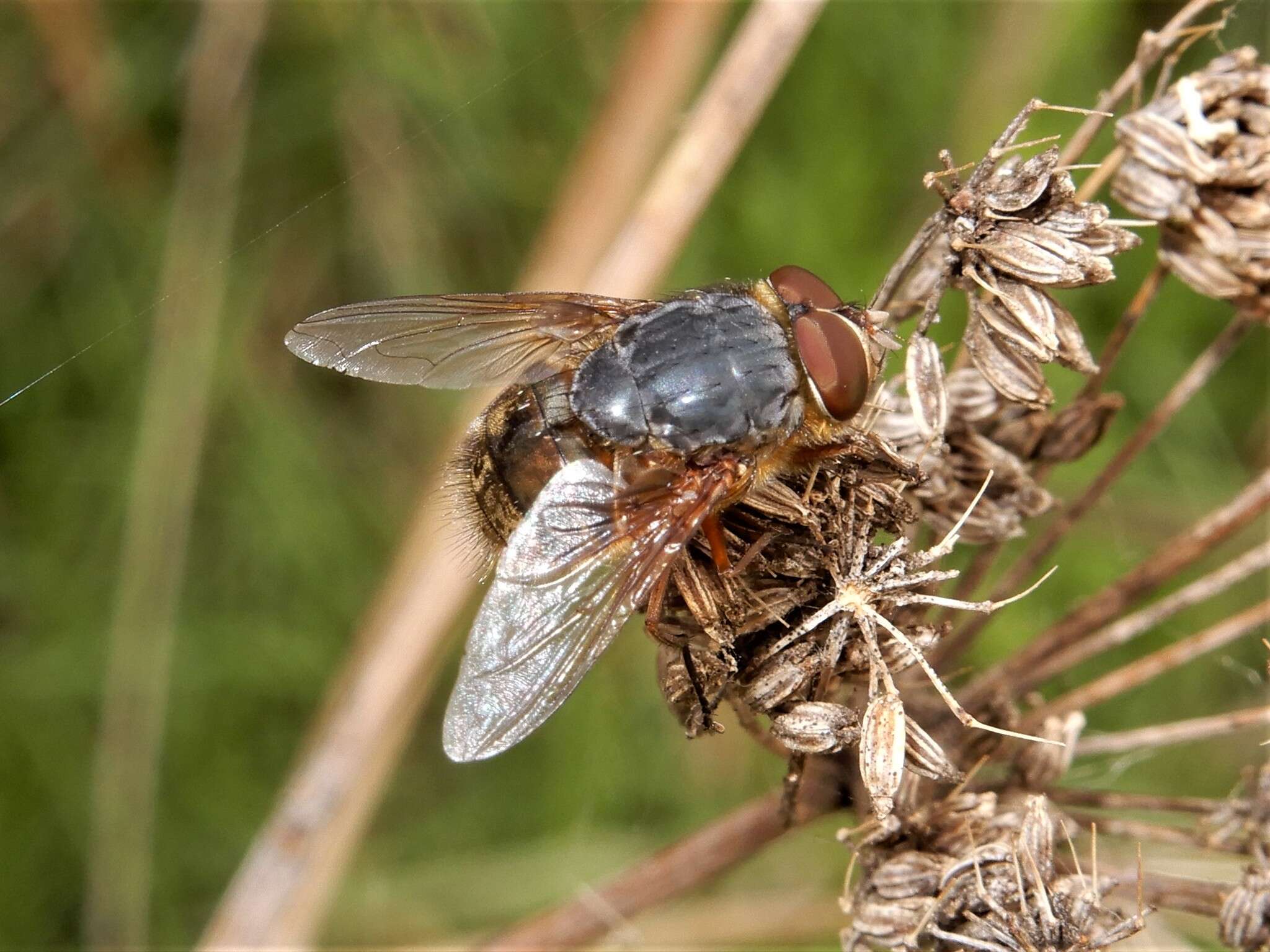 Image of Calliphora stygia (Fabricius 1781)