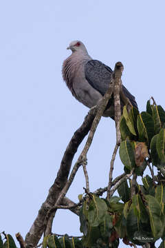 Image of Afep Pigeon