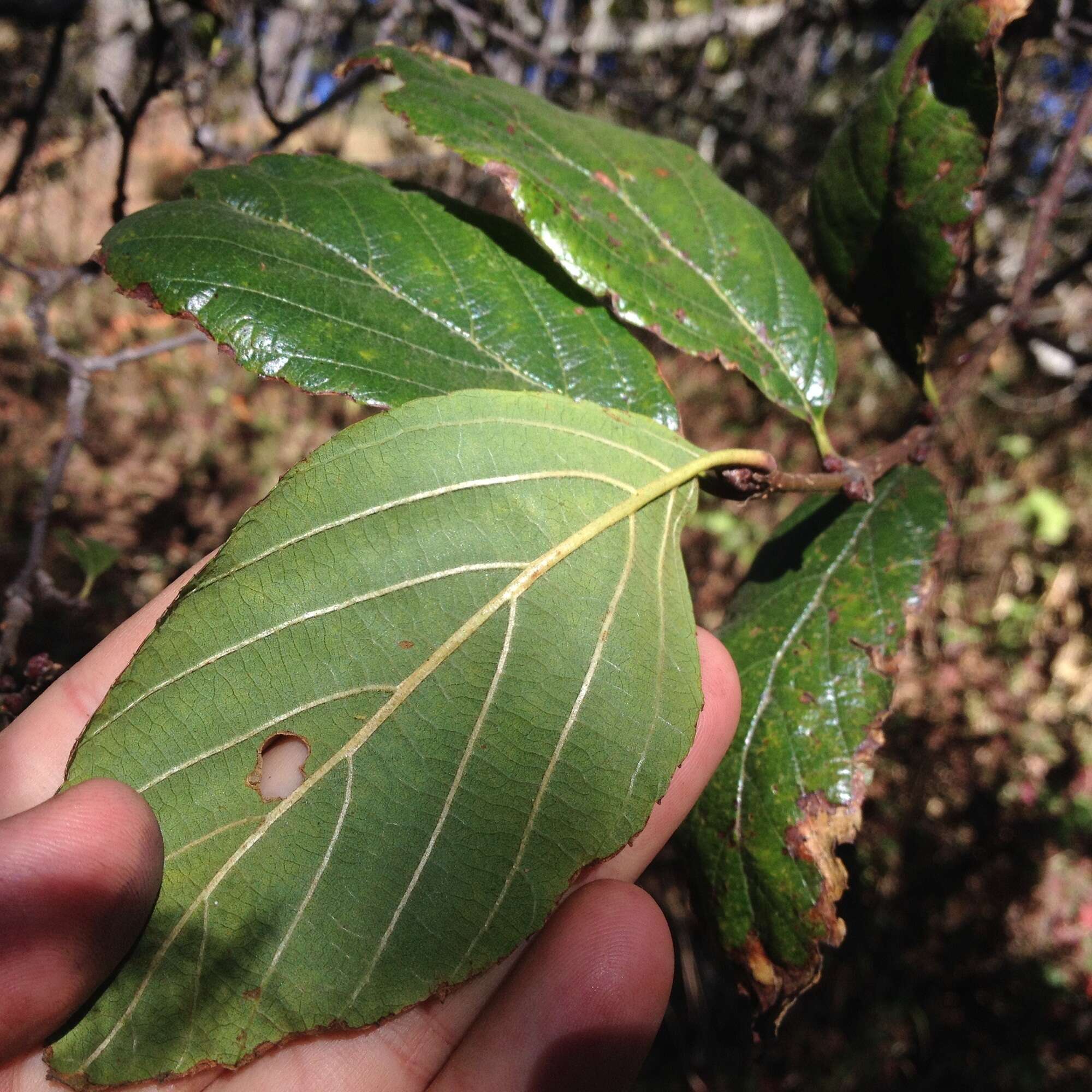 Sivun Alnus jorullensis Kunth kuva