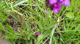 Image of tuberous vervain