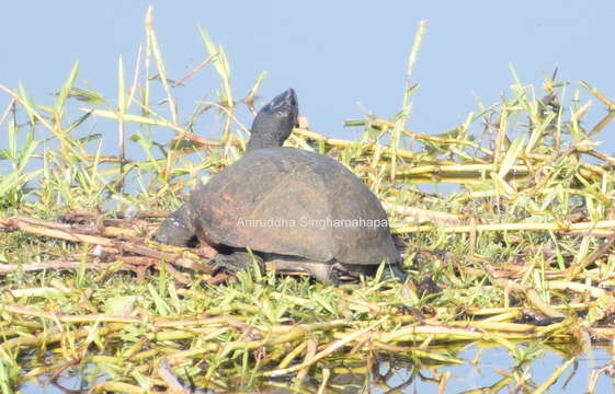 Image of Melanochelys