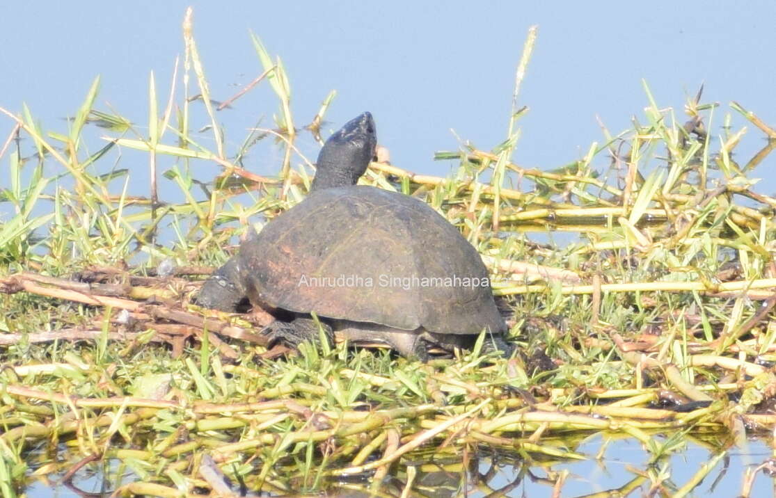 Image of Indian black turtle
