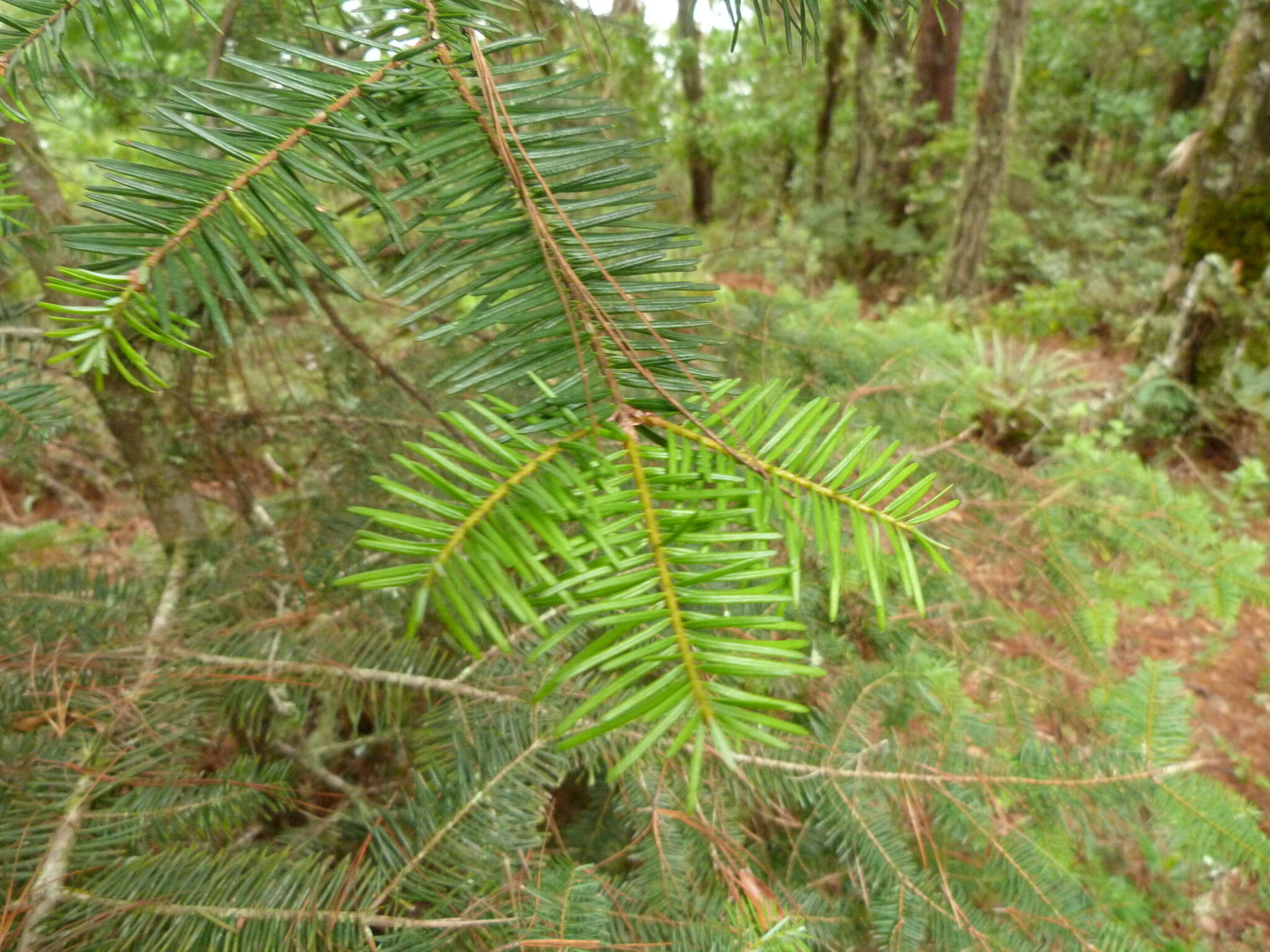 Image of Guatemalan Fir