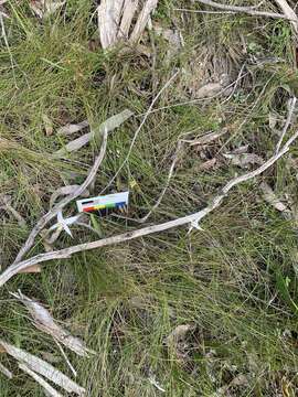 Image of Caladenia rigida R. S. Rogers