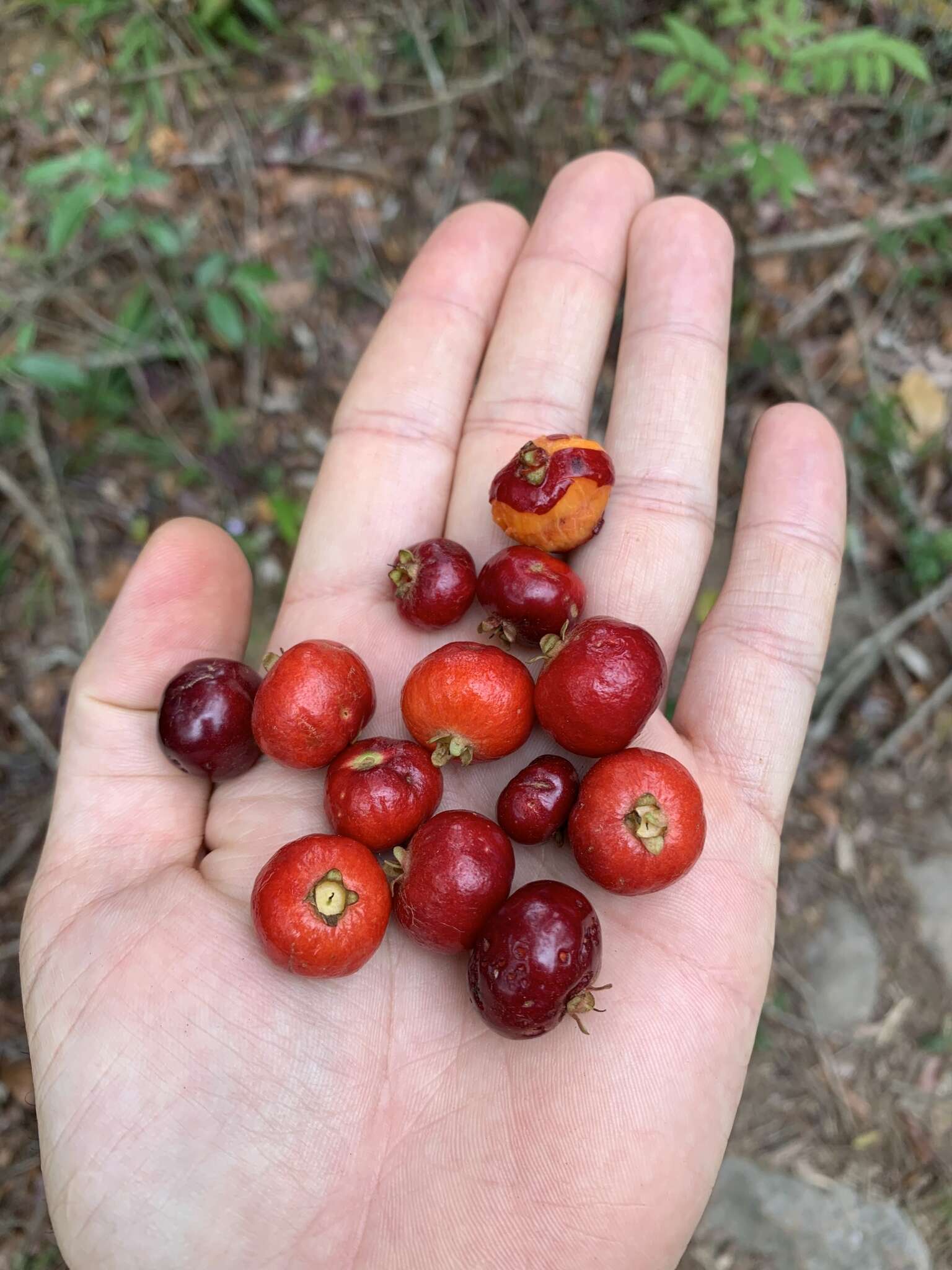 Imagem de Eugenia pisiformis Cambess.