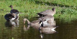 Plancia ëd Branta hutchinsii minima Ridgway 1885