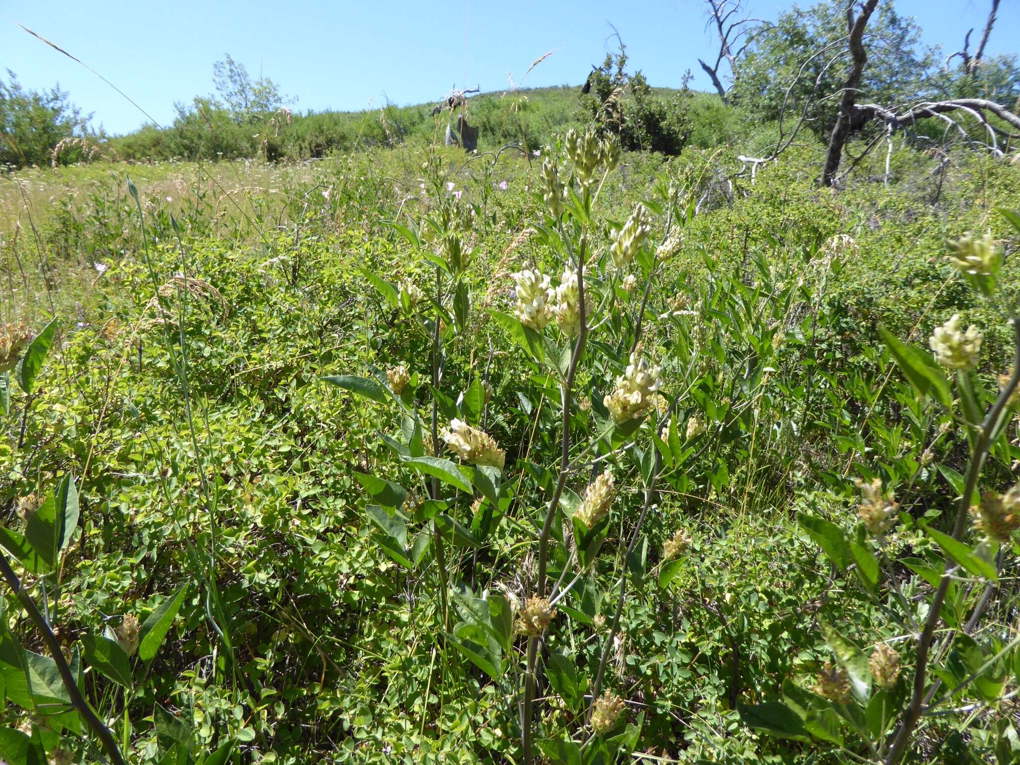 Image of Parish's California tea