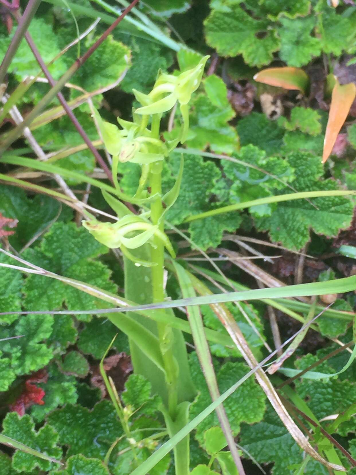 Platanthera mandarinorum Rchb. fil.的圖片