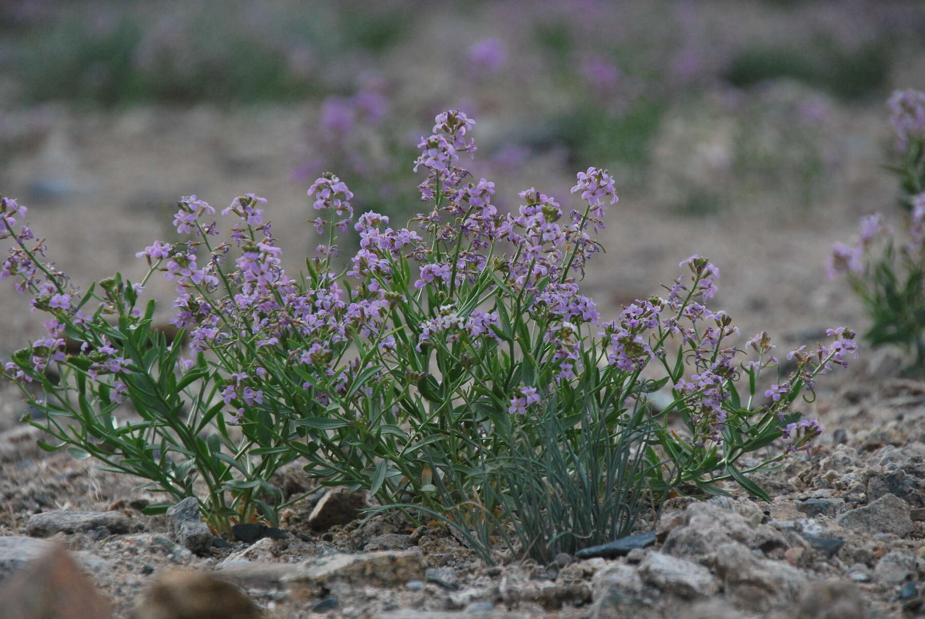 Imagem de Dontostemon elegans Maxim.