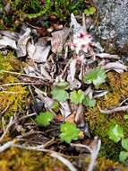 Image of Porsild's Pseudosaxifrage