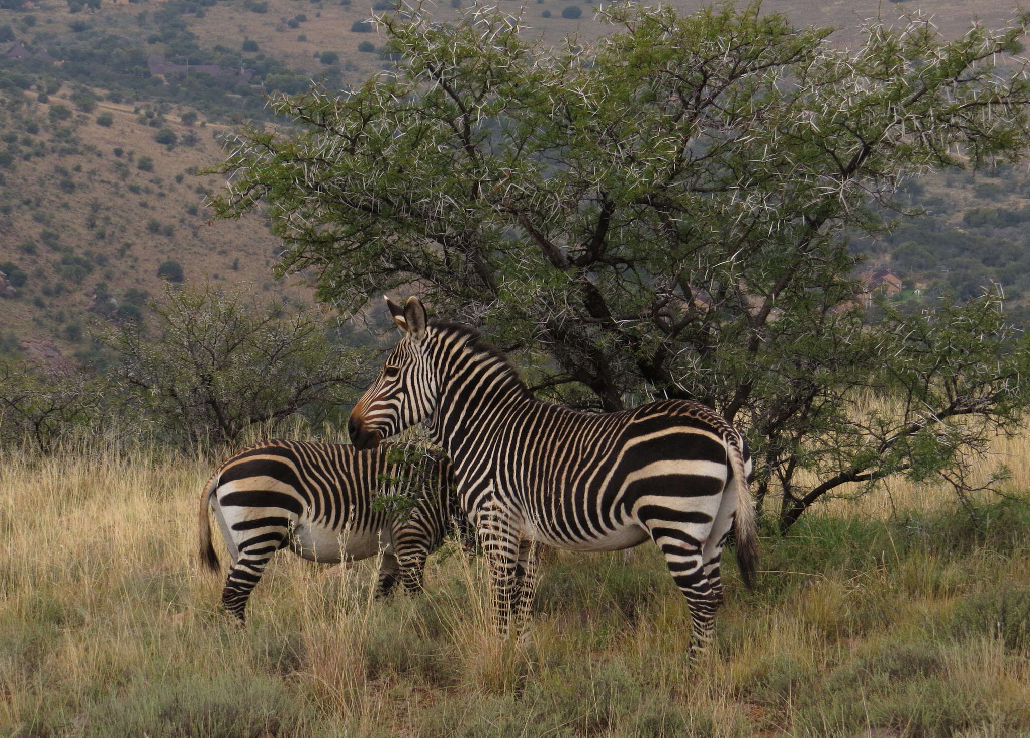 Image of Cape mountain zebra