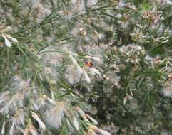 Image of Baccharis sulcata DC.