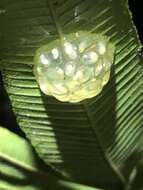 Image of Rio Azuela Glass Frog