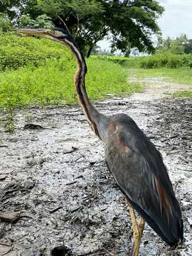 Image of Ardea purpurea manilensis Meyen 1834