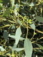 Image of cider gum