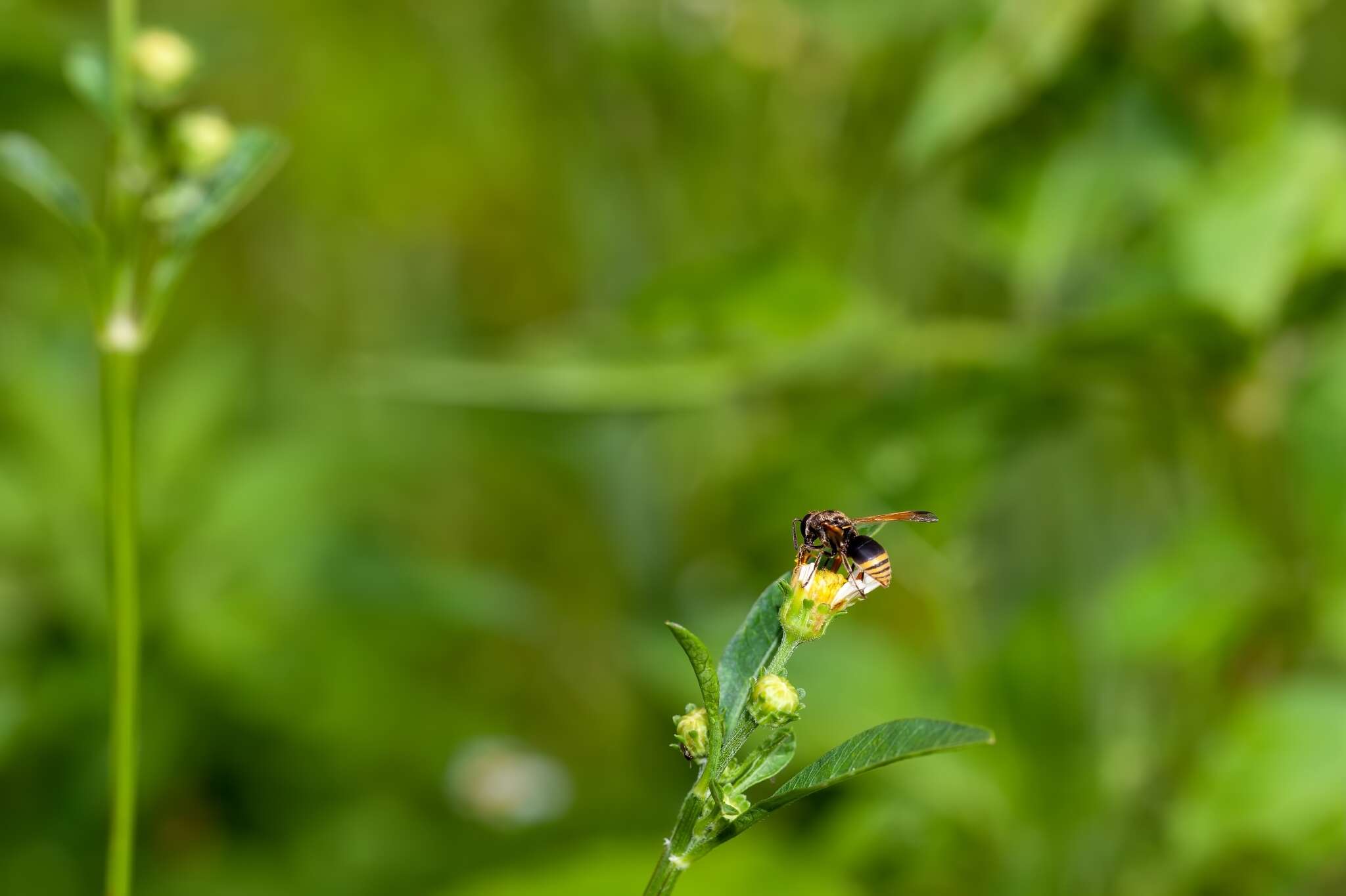 Image of Keyhole Wasp