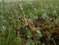 Image of Wahlenberg's Wood-Rush