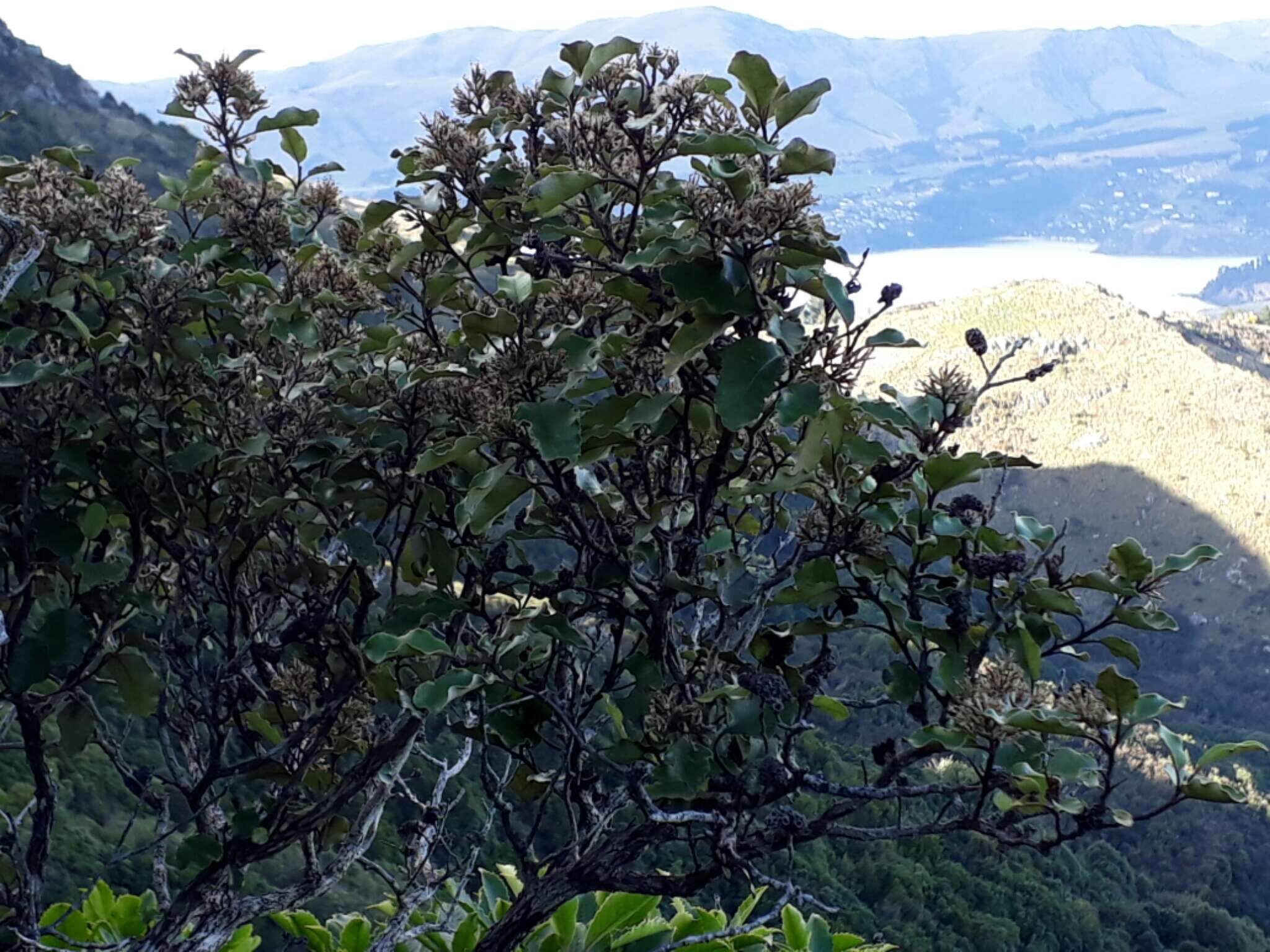 Слика од Olearia paniculata (J. R. & G. Forst.) Druce