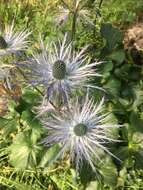 Imagem de Eryngium alpinum L.