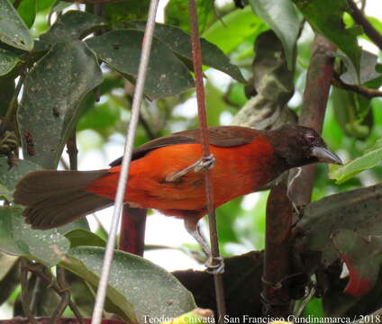 Image of Crimson-backed Tanager