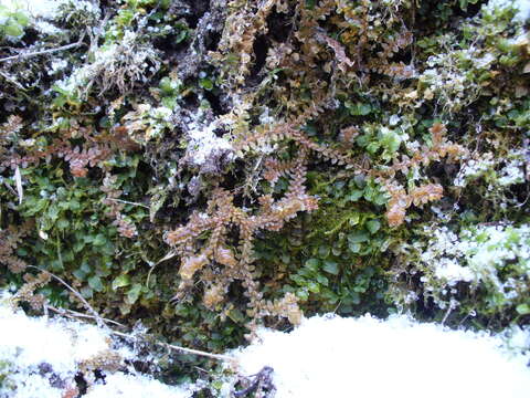 Image of Selaginella helvetica (L.) Spring