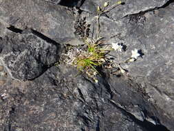 Image of knotted pearlwort