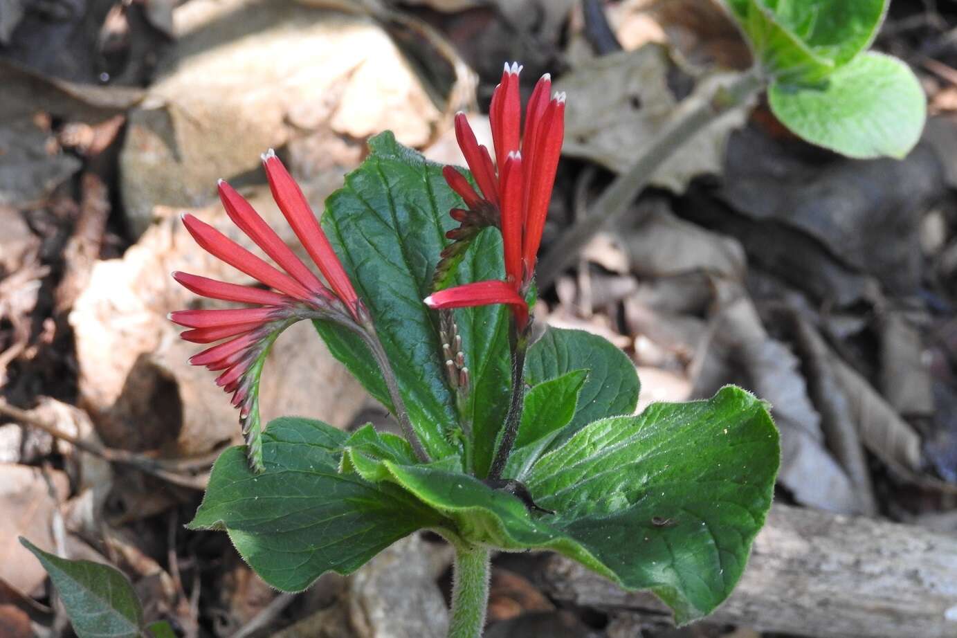 Imagem de Spigelia splendens H. Wendl. ex Hook.