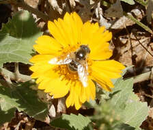 Image of Eristalis stipator Osten Sacken 1877