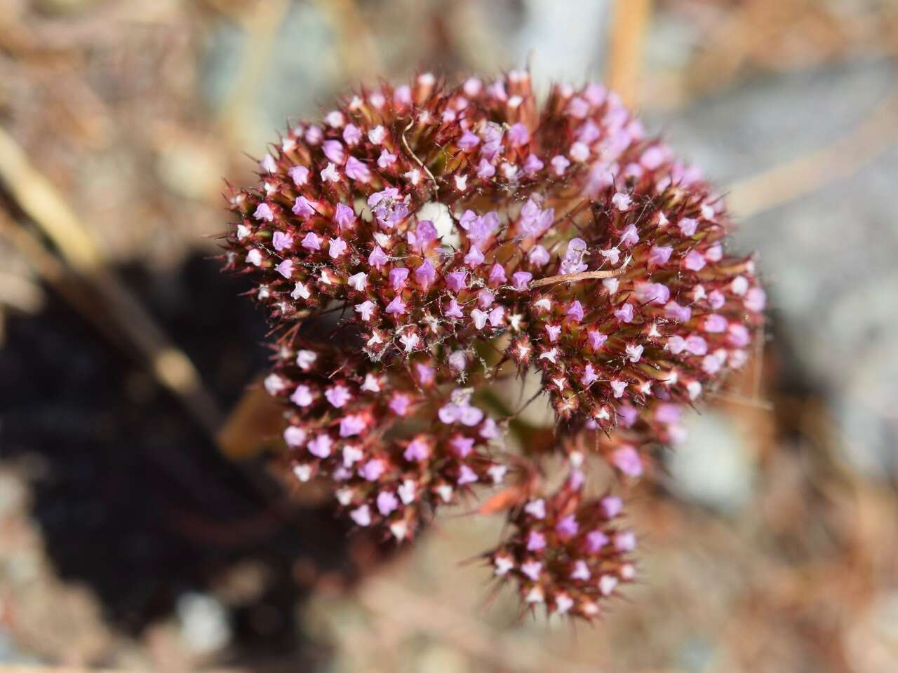 Image of Palmer's spineflower