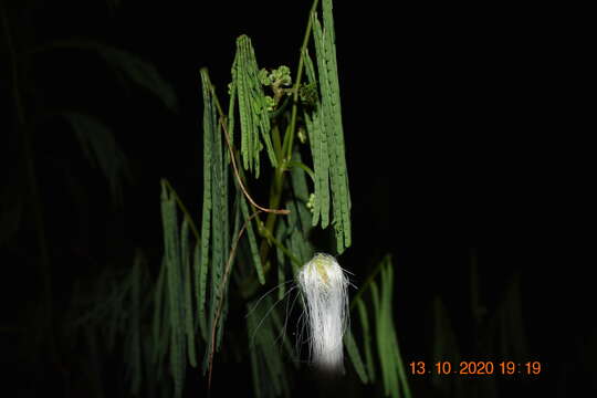 Image of Zapoteca portoricensis (Jacq.) H. M. Hern.